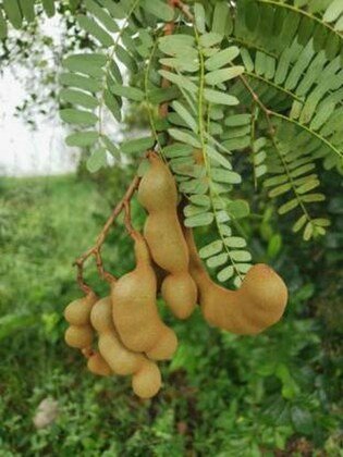 Sweet Tamarind Thailand